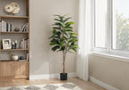 A tall artificial rubber tree in a black pot stands in a bright room next to a wooden bookshelf and a window.