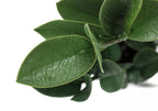 Close-up of the thick, textured green leaves of an artificial ZZ plant against a white background.