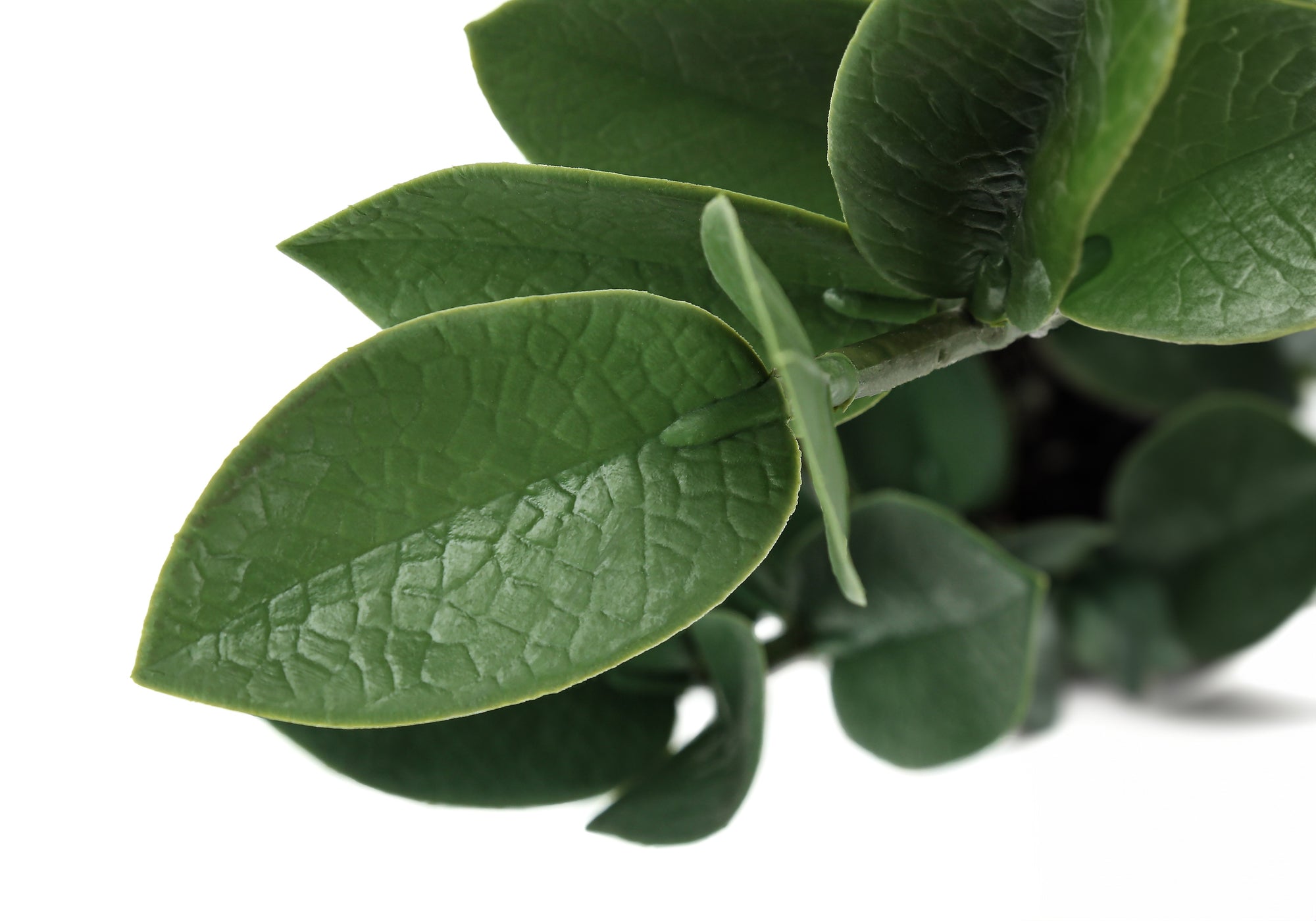 Close-up of the thick, textured green leaves of an artificial ZZ plant against a white background.