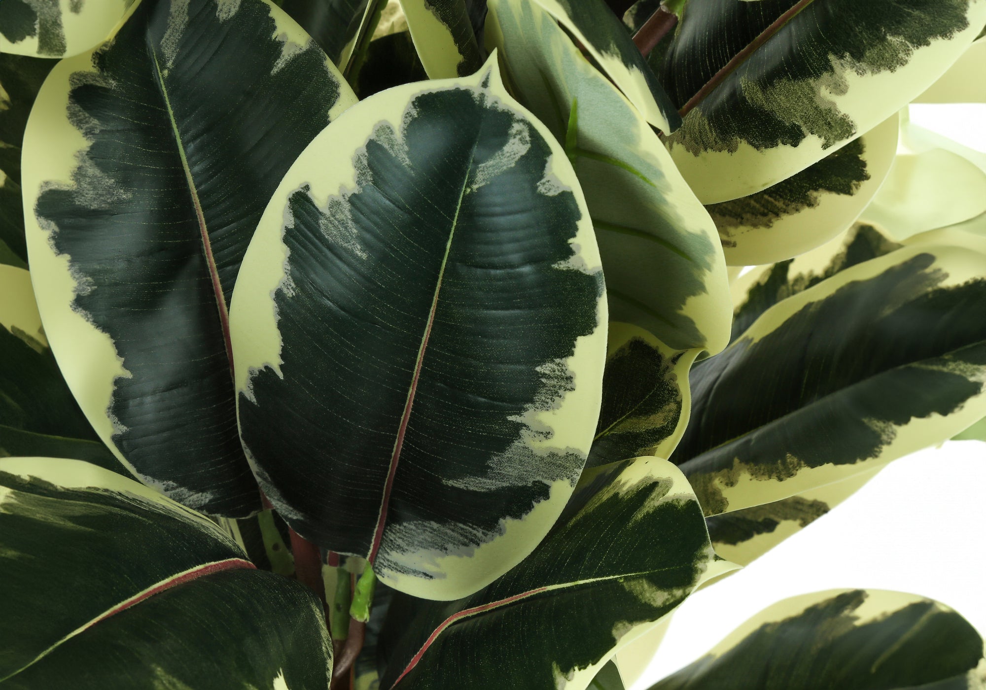 Close-up of large, oval-shaped artificial rubber plant leaves with dark green centers and creamy white margins.