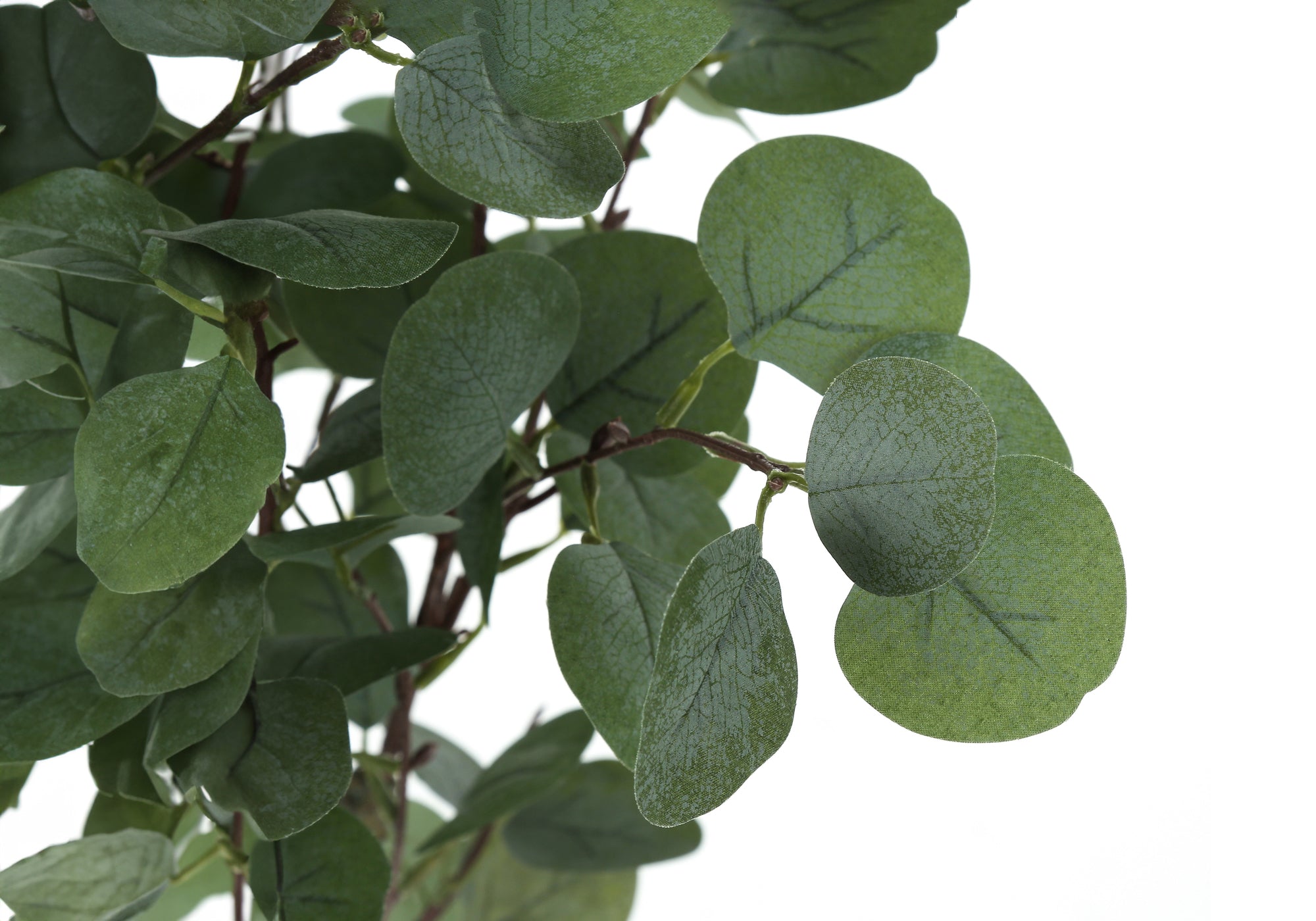 Close-up of artificial eucalyptus leaves with rounded green foliage and dark stems against a white background.