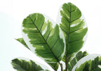 Close-up of faux rubber tree leaves featuring deep green centers with creamy white variegated edges.