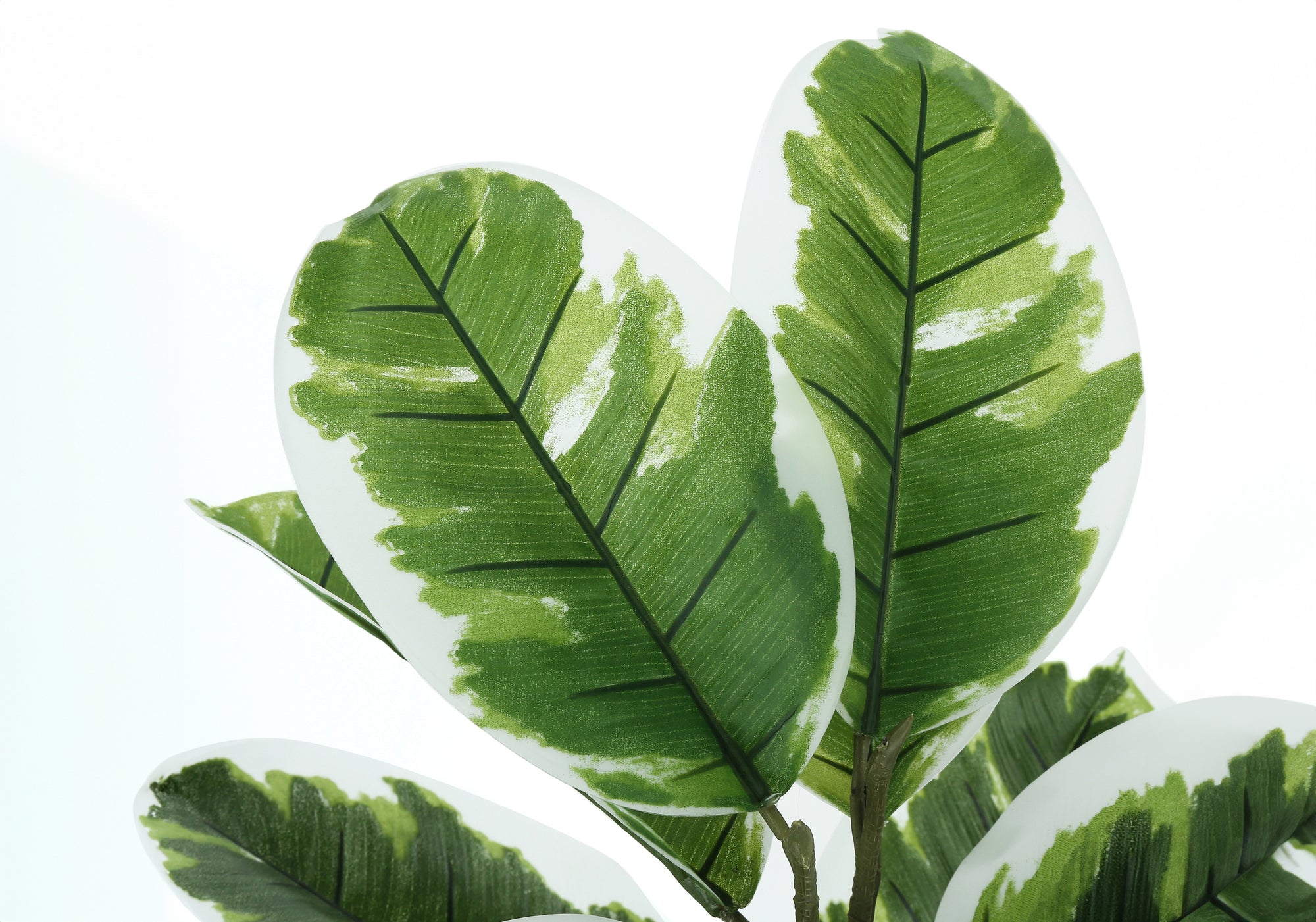 Close-up of faux rubber tree leaves featuring deep green centers with creamy white variegated edges.