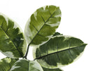 Close-up of artificial rubber tree leaves featuring dark green centers and creamy white variegated edges.