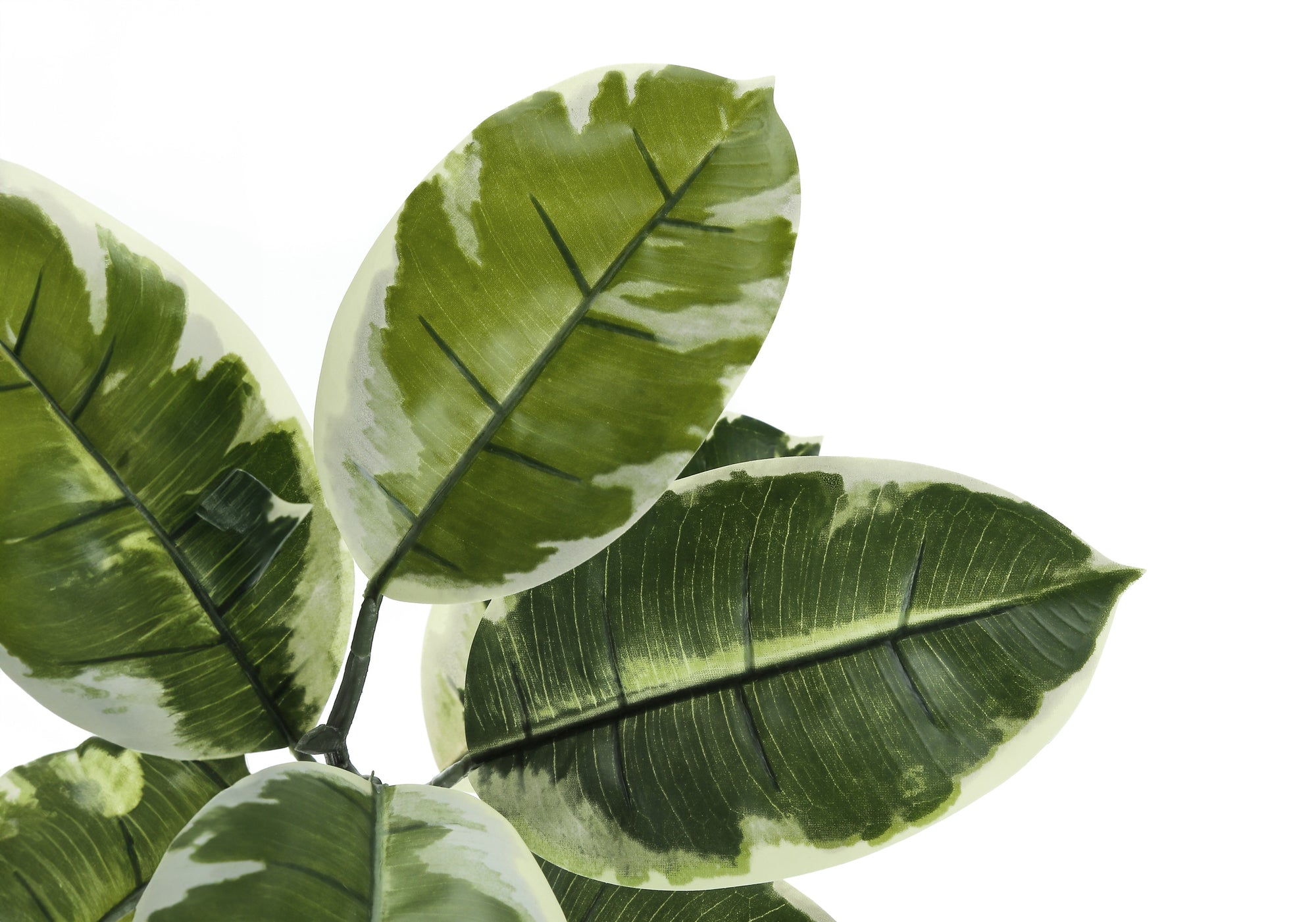 Close-up of artificial rubber tree leaves featuring dark green centers and creamy white variegated edges.