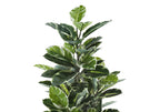 Tall artificial rubber tree with large, glossy green leaves featuring creamy white variegated edges.