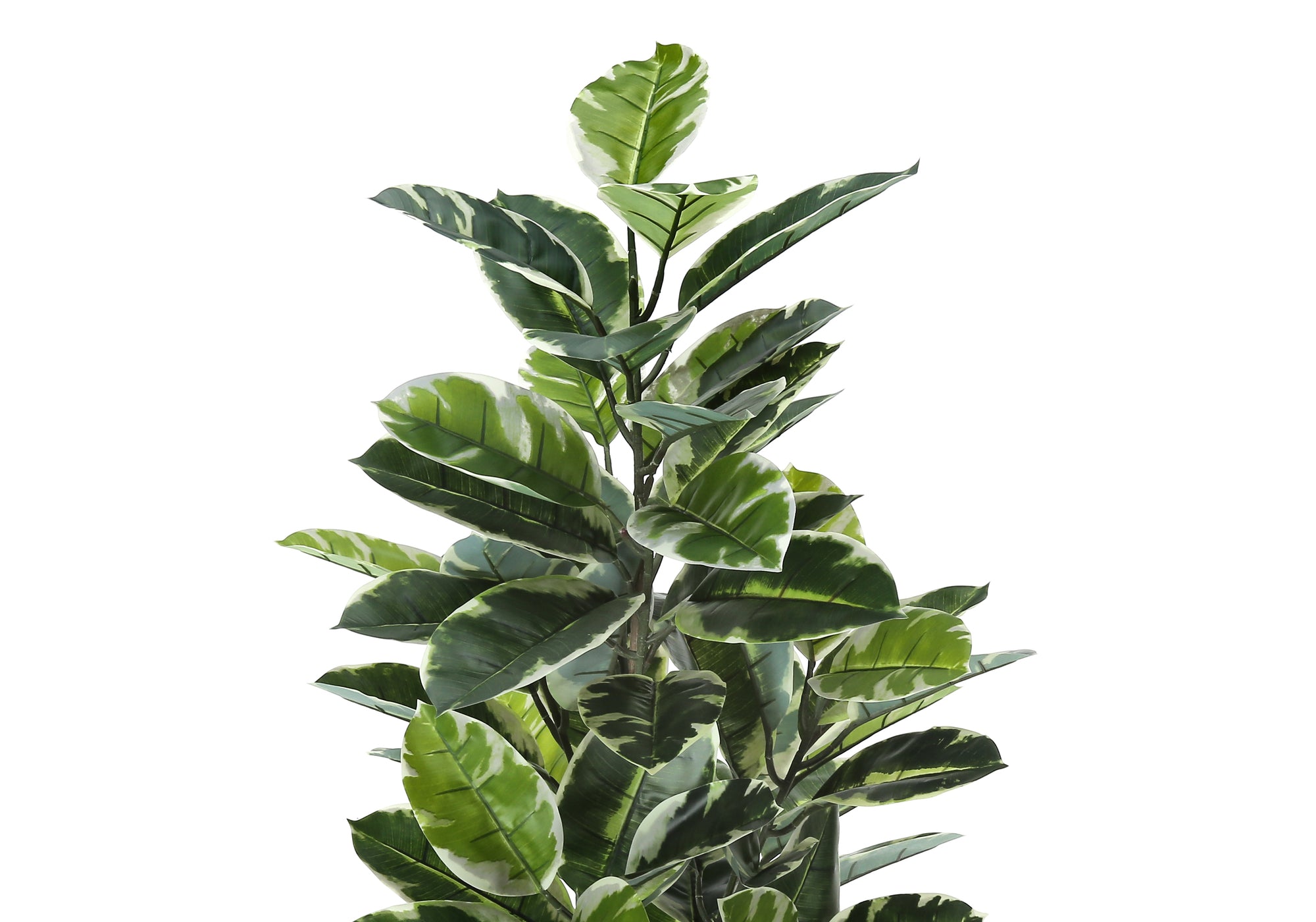 Tall artificial rubber tree with large, glossy green leaves featuring creamy white variegated edges.