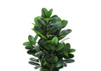 A medium-sized artificial Garcinia bush with dense, dark green oval leaves against a plain white background.