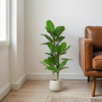 A tall artificial Dieffenbachia plant with broad, patterned green leaves in a light-colored pot, placed next to a brown leather sofa.