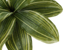 Close-up of artificial Dracaena Lemon Lime leaves featuring vibrant green and yellow striped patterns.