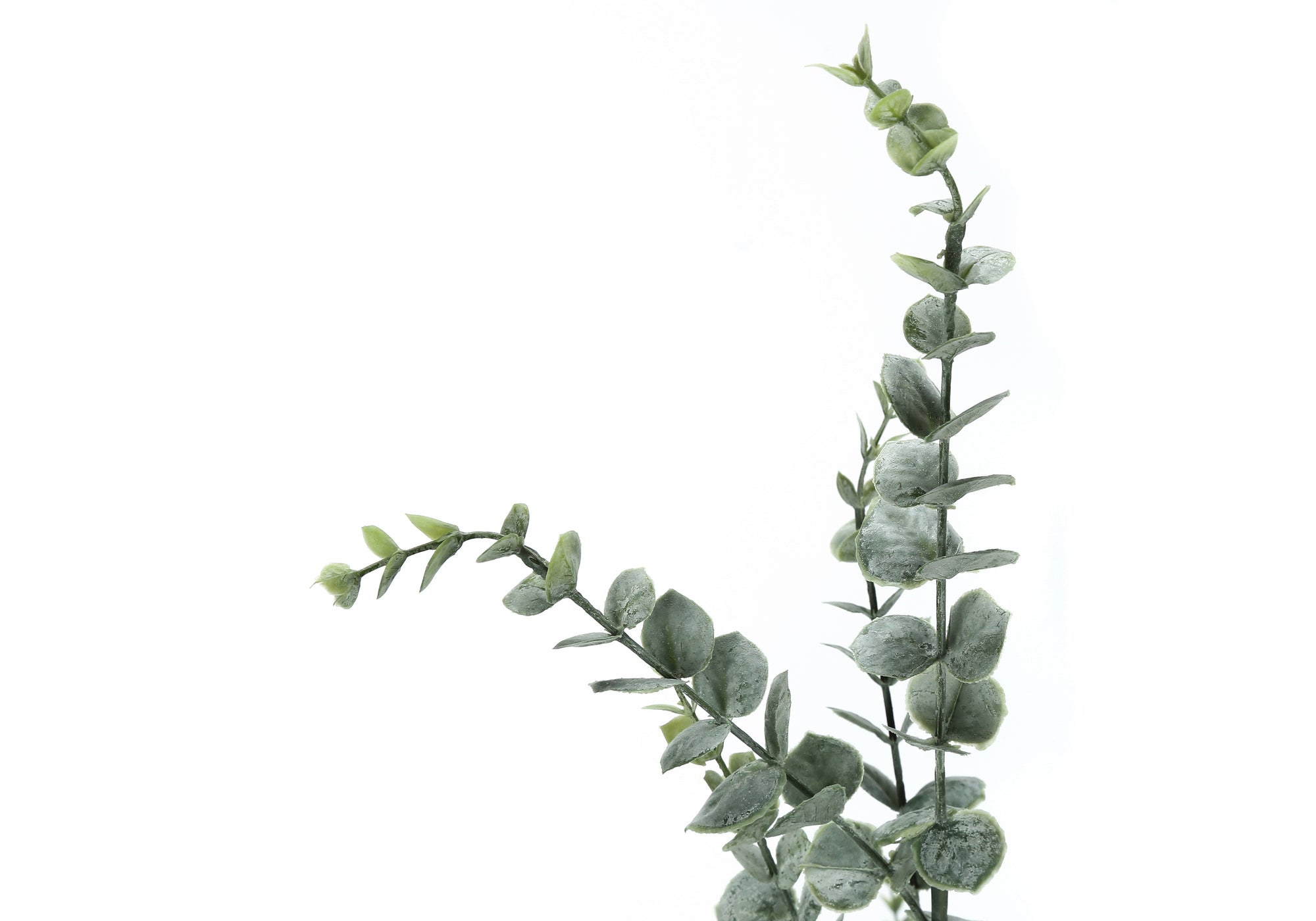 Close-up of two artificial eucalyptus stems with muted green, rounded leaves against a plain white background.