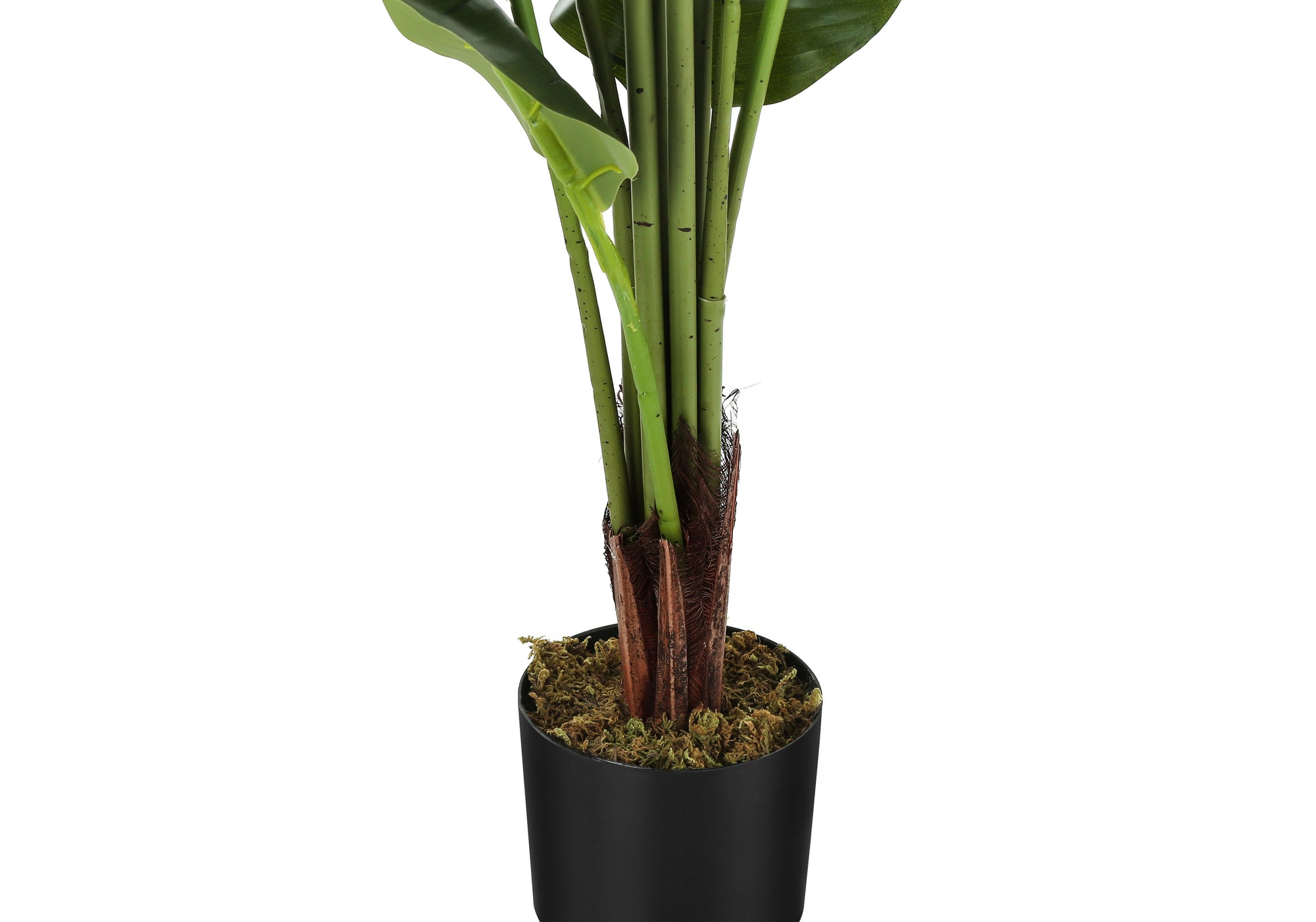 Close-up of an artificial Bird of Paradise plant with green stems and brown base in a simple black pot with moss.
