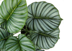 Close-up top view of a faux Calathea Orbifolia plant with large, rounded, striped green leaves.