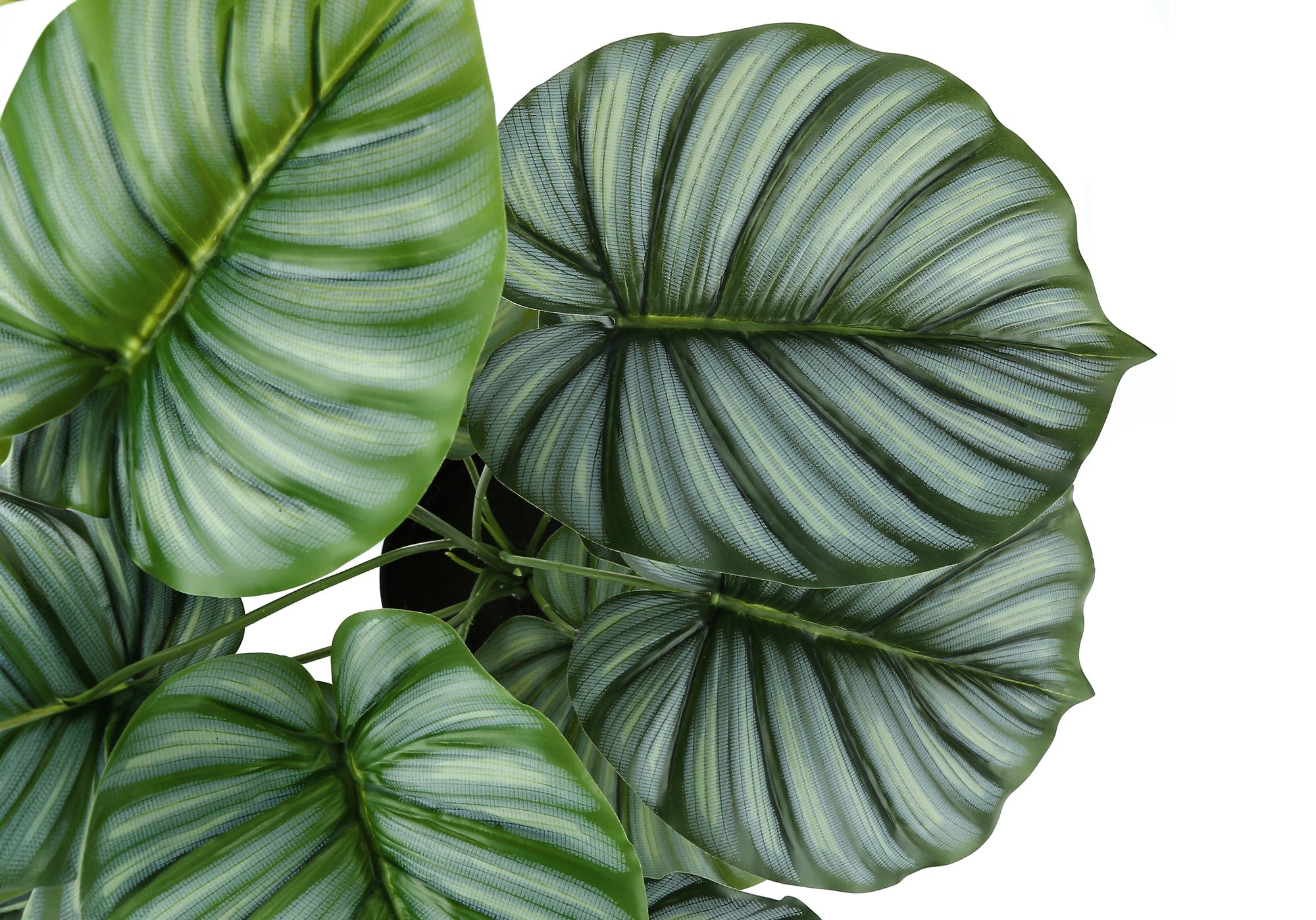 Close-up top view of a faux Calathea Orbifolia plant with large, rounded, striped green leaves.