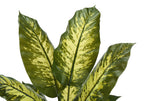 Close-up of large, variegated artificial Dieffenbachia leaves with green and cream-colored patterns.