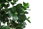 Close-up of the glossy, dark green leaves of an artificial Ficus Moclame tree against a white background.
