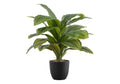 Small faux Dracaena Lemon Lime plant with variegated green and yellow leaves in a simple black pot.
