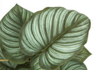 Close-up of artificial Calathea leaves featuring prominent, light-colored veins against a dark green background.