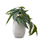An artificial Alocasia plant with dark green, arrow-shaped leaves in a textured, light gray patterned pot.