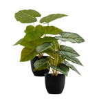 Two small artificial potted plants with broad green leaves in simple black containers against a white background.