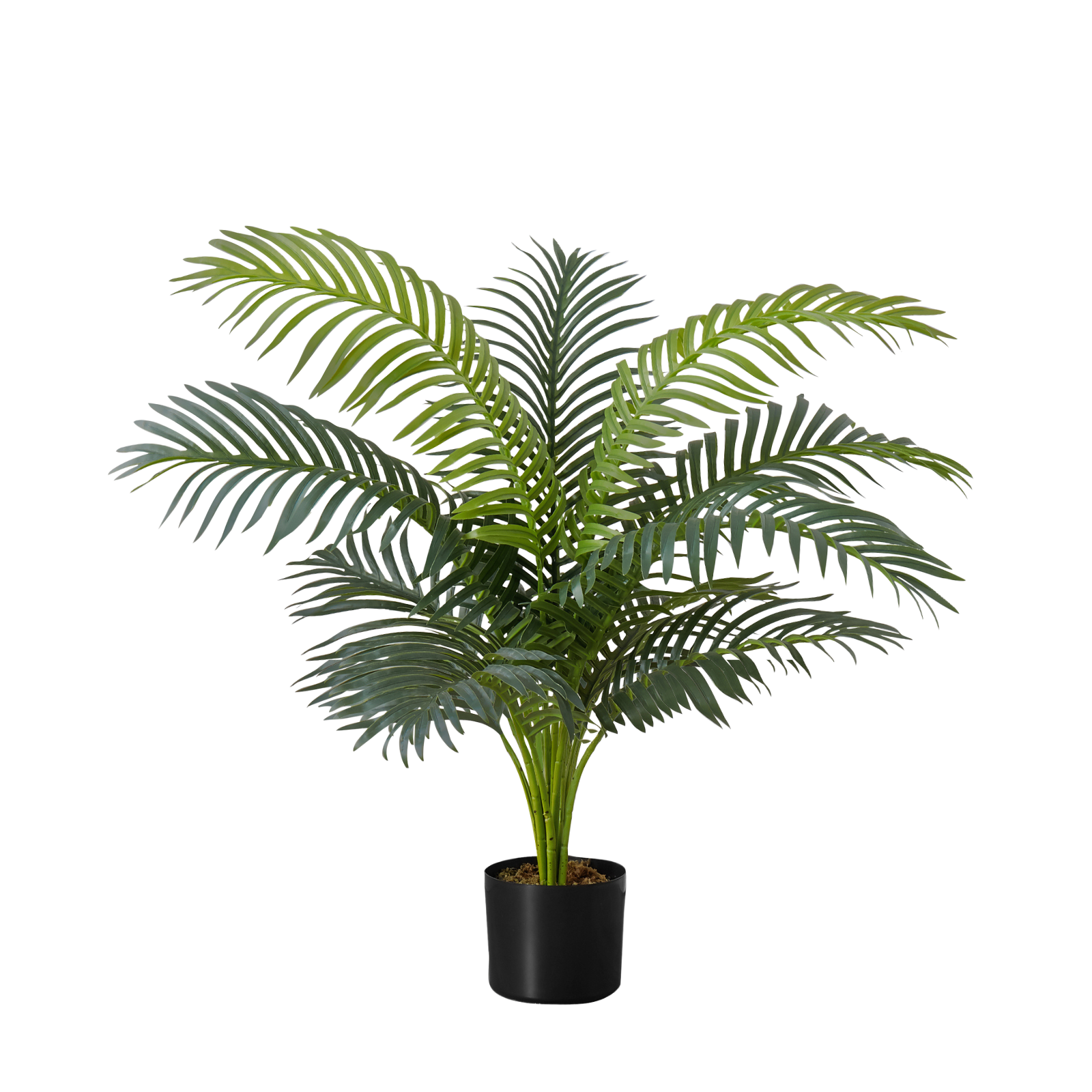 Artificial Large Cat Palm with wide, green fronds in a simple black pot against a plain white background.