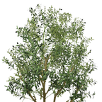 A large artificial olive tree with green leaves and small black olives against a white background.