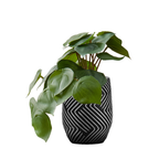 A small artificial plant with broad green leaves in a black pot featuring a white geometric zigzag pattern.