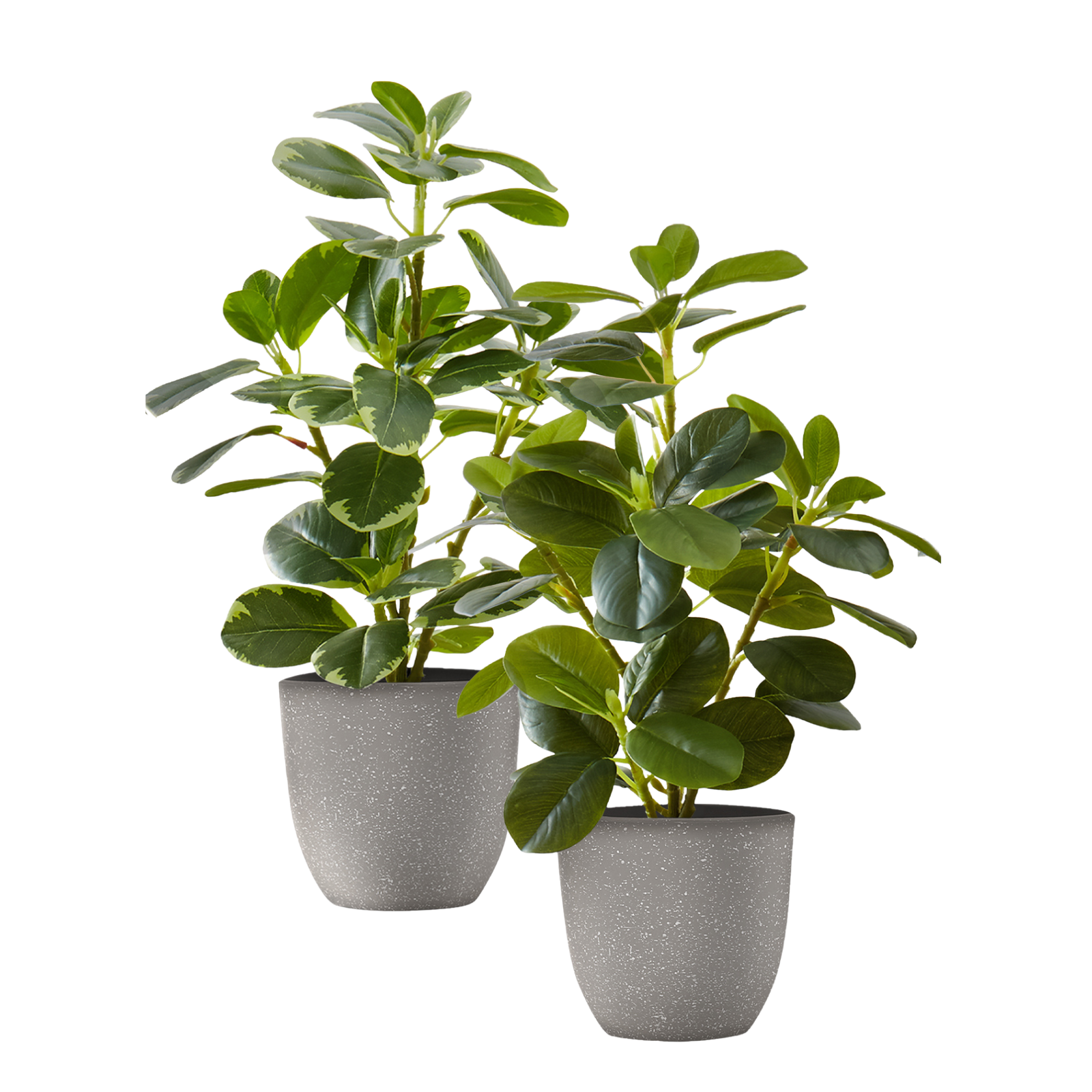 Two artificial baby rubber plants with variegated green leaves in matching speckled grey pots against white.