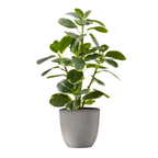 Small artificial baby rubber plant with variegated green leaves in a speckled grey pot against a white background.