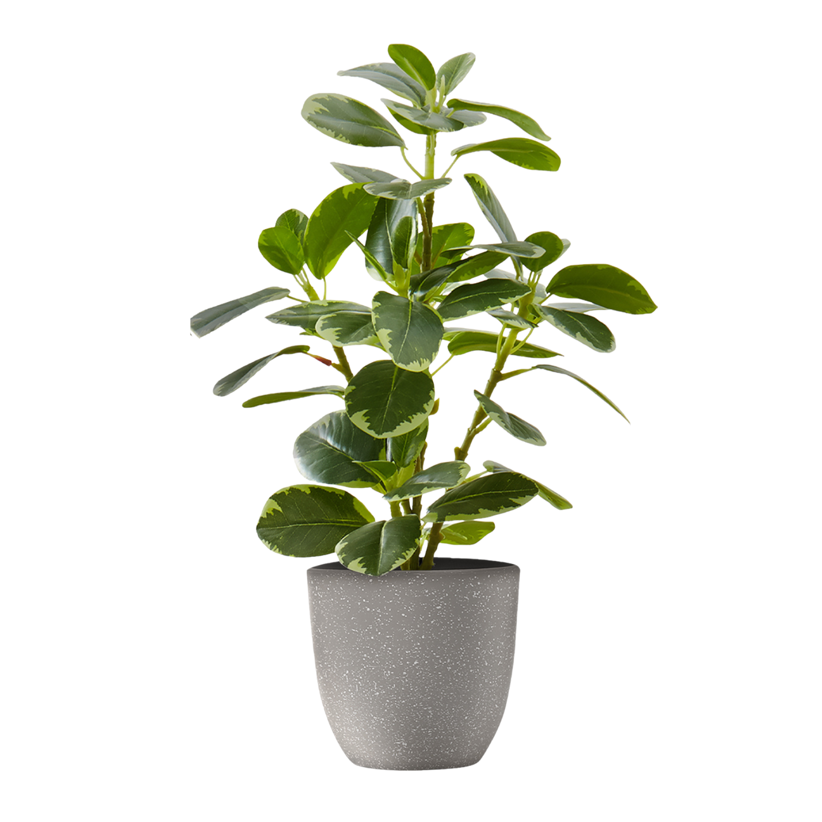 Small artificial baby rubber plant with variegated green leaves in a speckled grey pot against a white background.