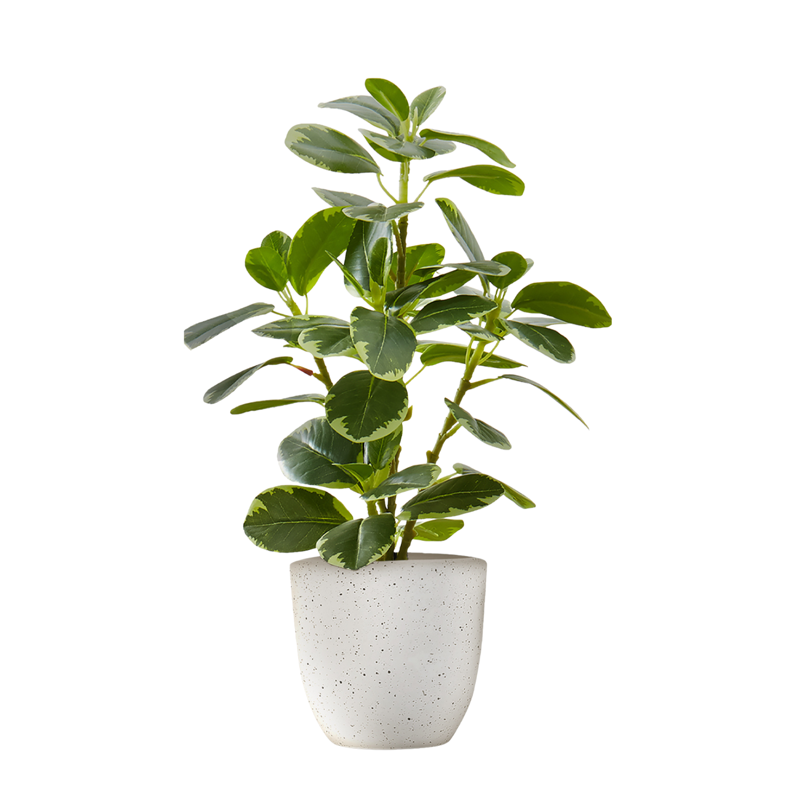 A small artificial baby rubber plant with variegated green leaves in a speckled white pot against a white background.