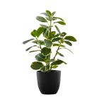 A small artificial plant with variegated green leaves in a simple black pot against a white background.