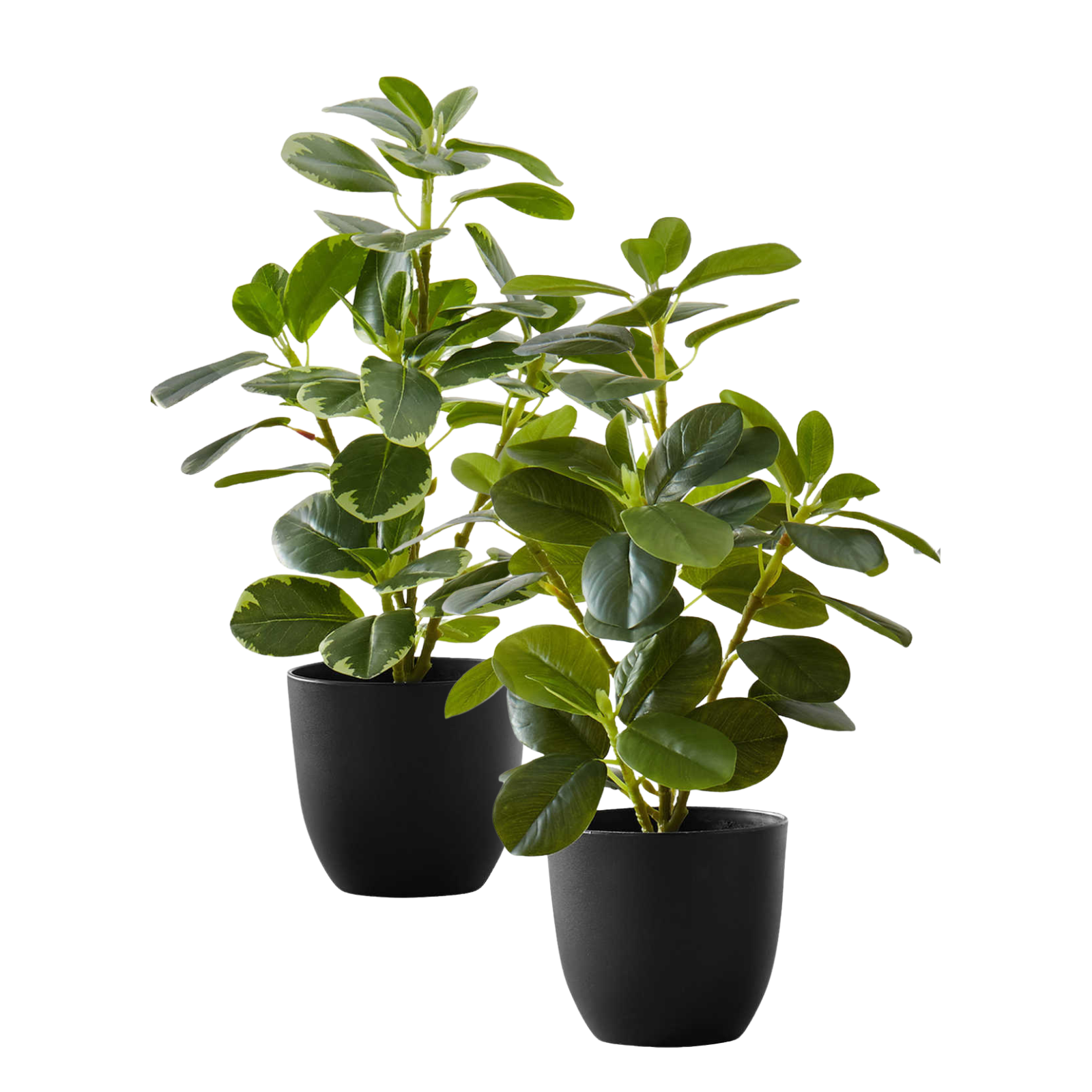Two artificial baby rubber plants in black pots, one with solid green leaves and one with variegated foliage.