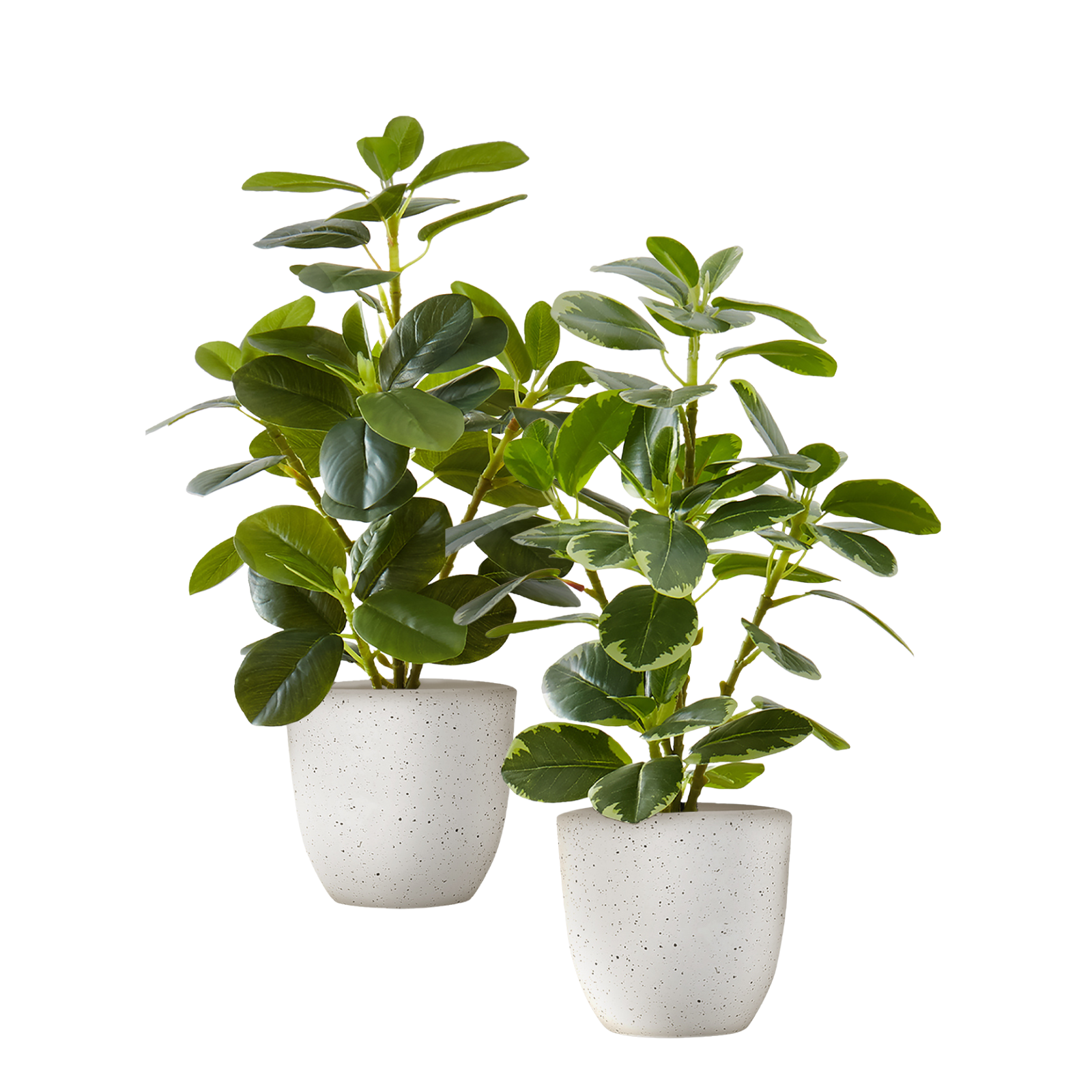 Two artificial baby rubber plants with glossy green leaves potted in speckled white containers against a white background.