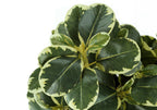 Close-up of an artificial plant with variegated dark green and cream-colored rounded leaves.