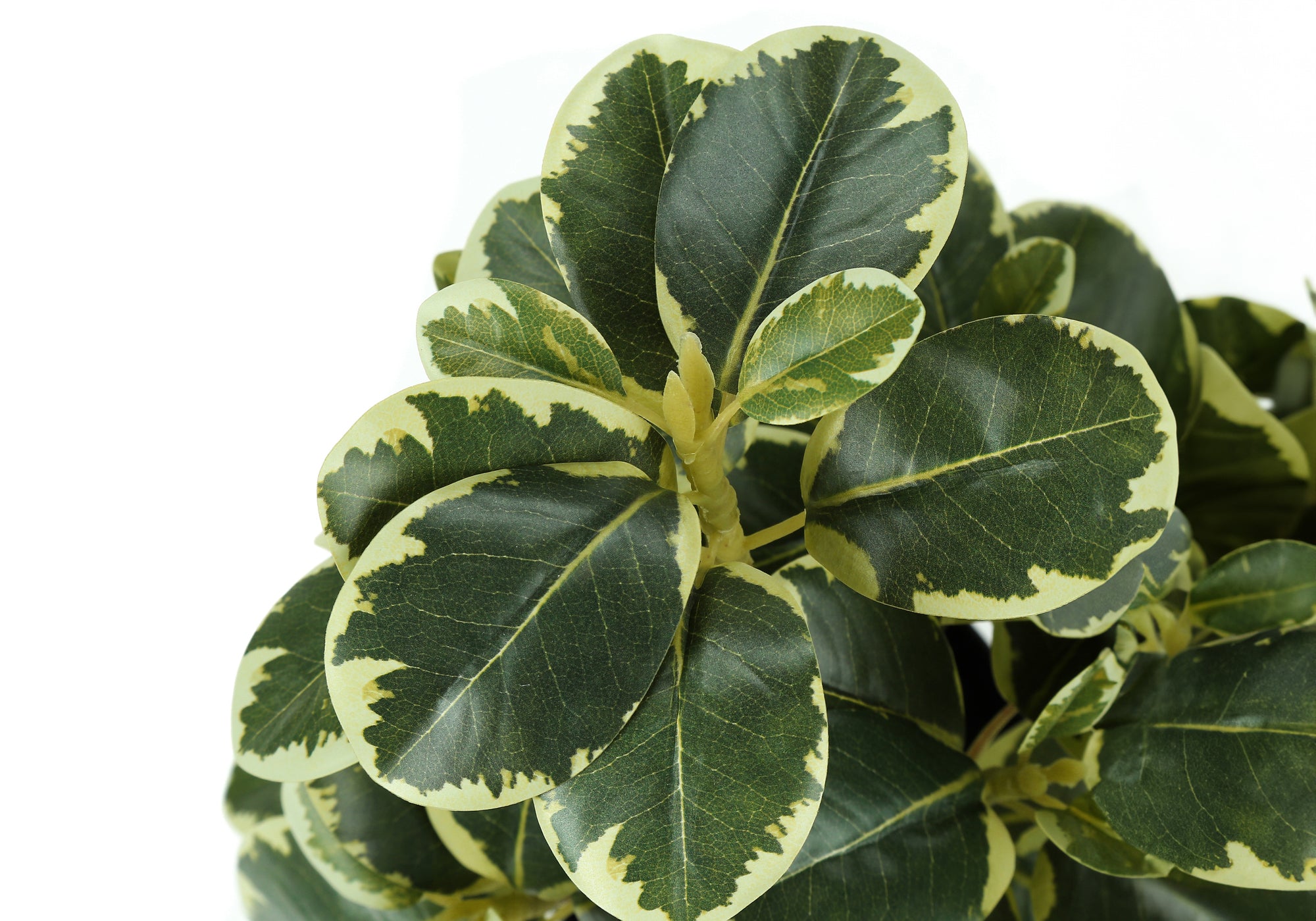 Close-up of an artificial plant with variegated dark green and cream-colored rounded leaves.
