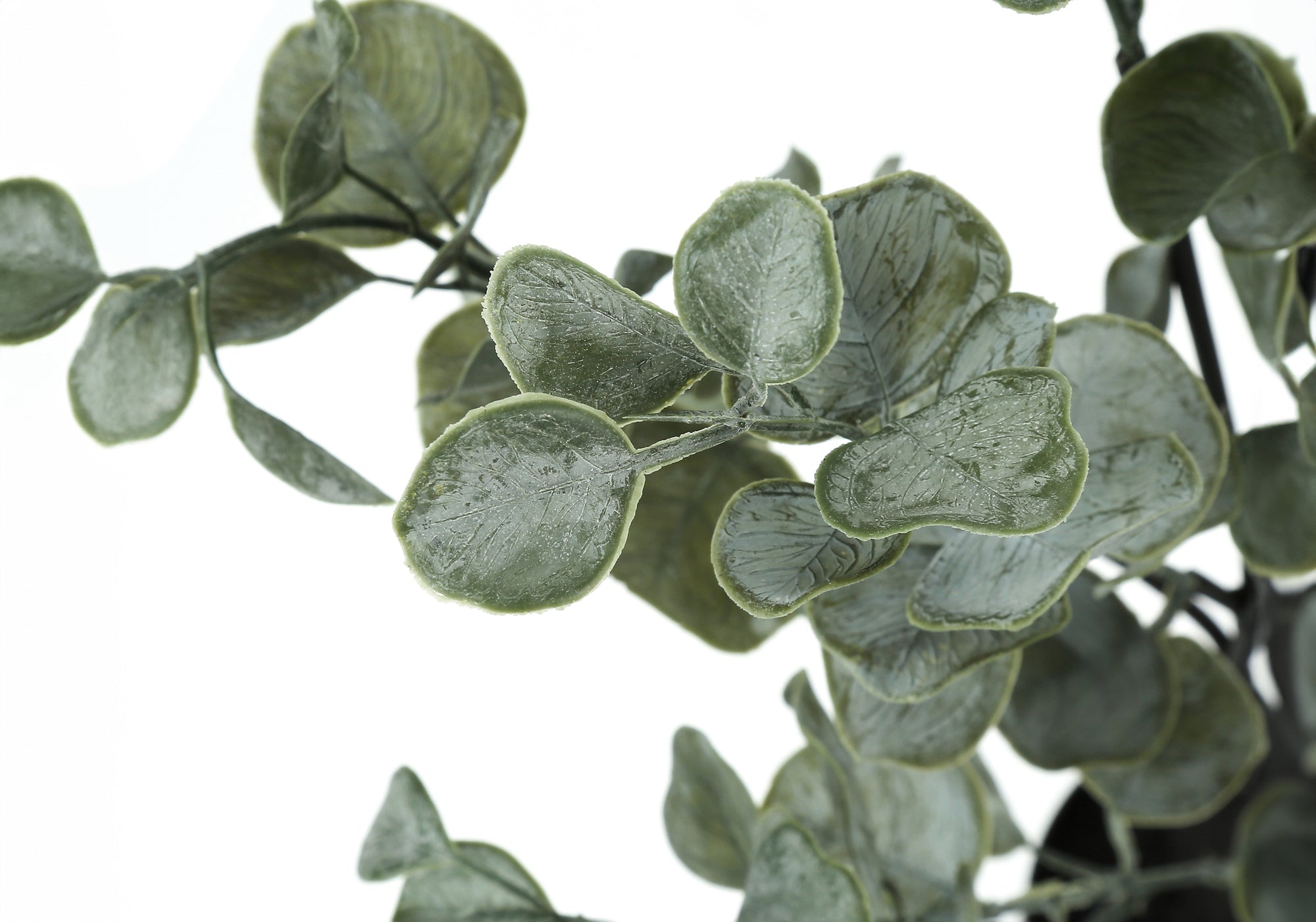 Close-up of artificial eucalyptus plant branches with frosted, pastel green rounded leaves against white background.
