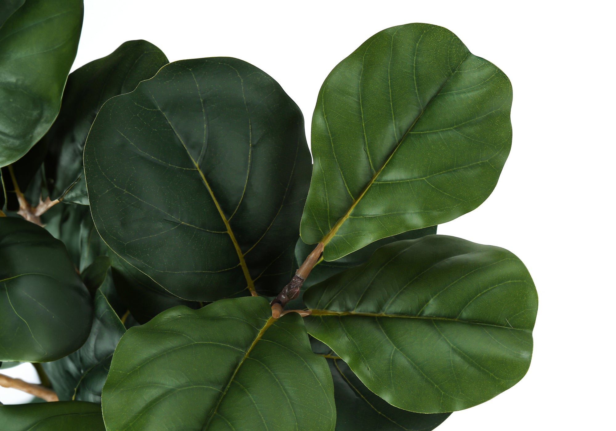 Close-up of the broad, dark green, violin-shaped leaves of an artificial fiddle leaf fig plant.