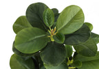 Close-up view of the lush, dark green leaves of an artificial baby rubber plant against a white background.
