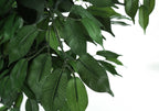 Close-up of the textured green leaves and thin branches of an artificial Large Ficus Tree against a white background.