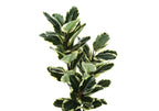A tall artificial rubber plant with large, glossy, variegated leaves featuring dark green and creamy white edges.