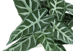 Close-up of artificial Alocasia Amazonica leaves featuring dark green foliage with prominent white veining.