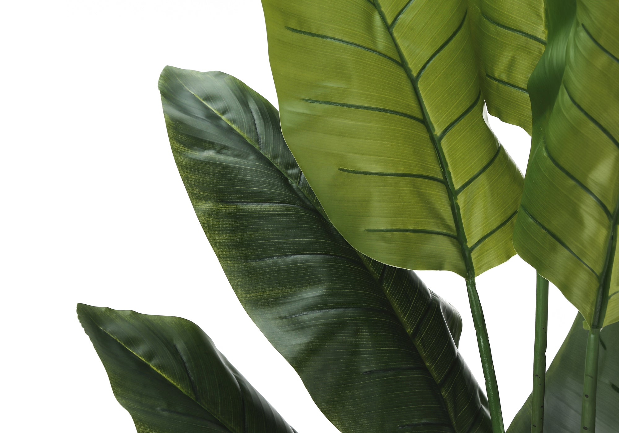 Close-up of large, green, artificial Bird of Paradise leaves with visible veins against a white background.