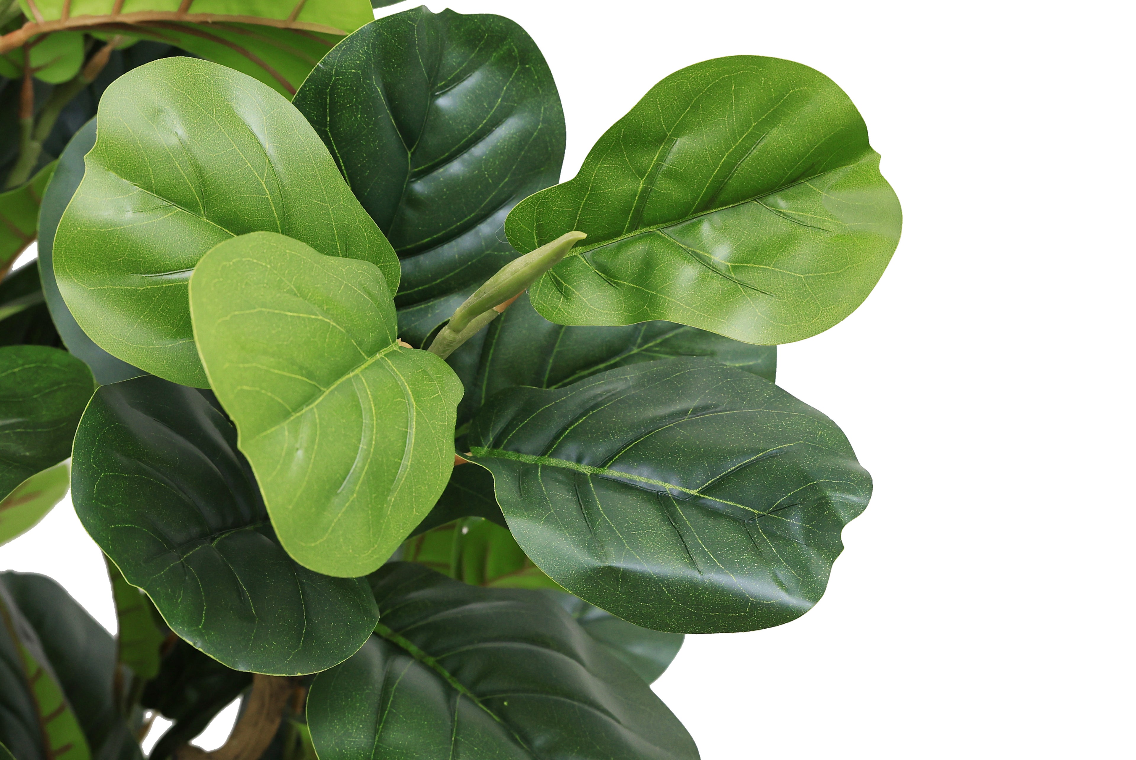 Close-up of the large, glossy green leaves of an artificial fiddle leaf fig tree against a white background.